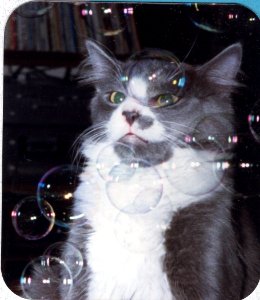 misc cat and bubbles 2