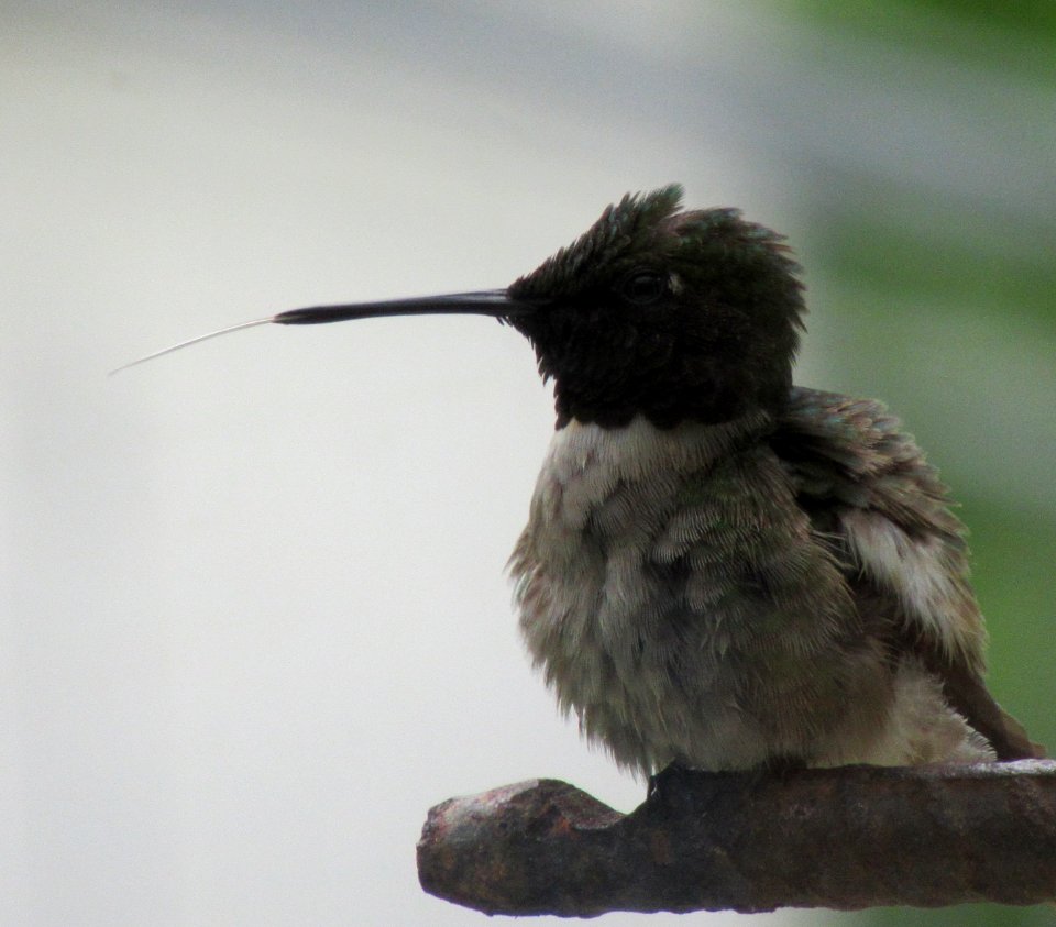Hummingbird's tongue photo