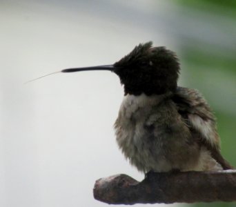 Hummingbird's tongue photo