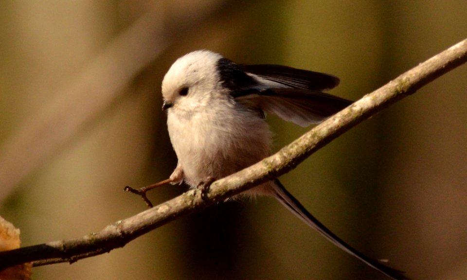 Aegithalos caudatus