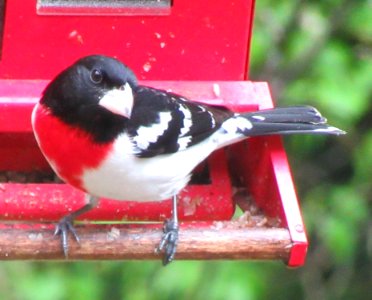 Male Rose-breasted Grosbeak photo