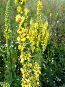 Zwarte toorts (Verbascum nigrum)