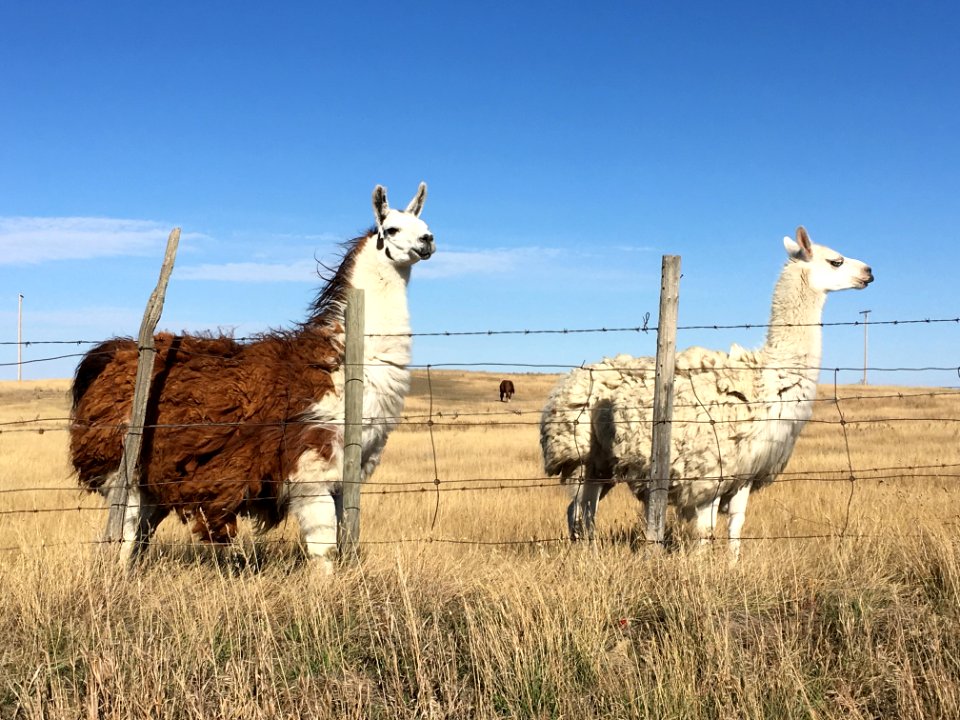 Llama Line Dance