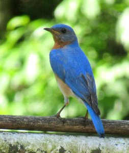 Bluebird Posing photo