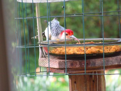 Woodpecker with Long Reach