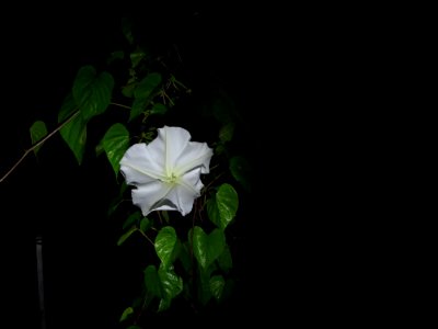 flora moonflower6 photo