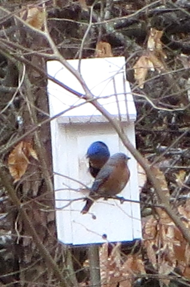 Bluebird Parents at House