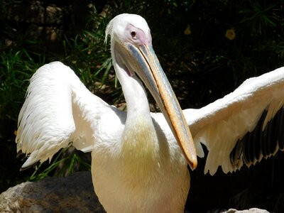 Gran canaria animal ali