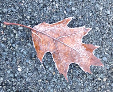 misc frosty leaf5