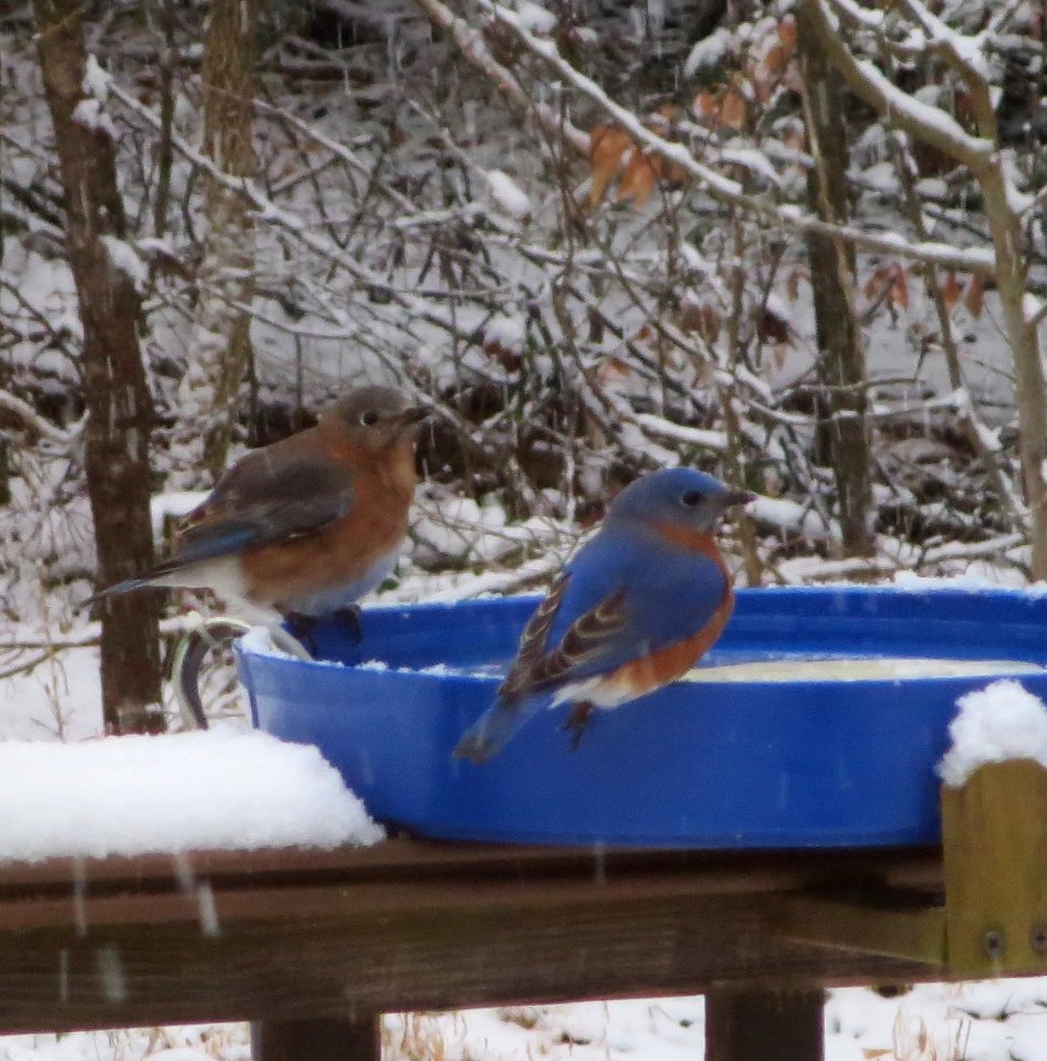 Bluebird Couple Having a Drink