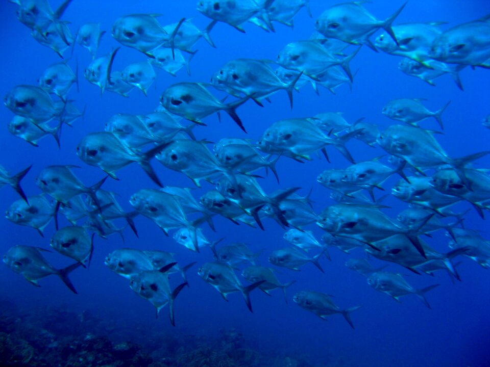 Game fish trachinotus falcatus fins