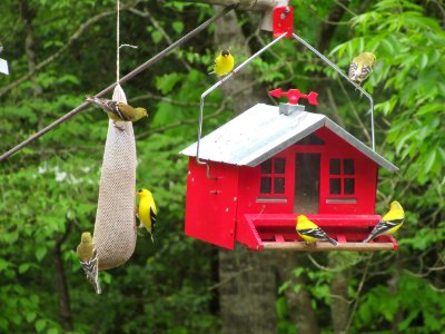 bunch of goldfinches1 photo