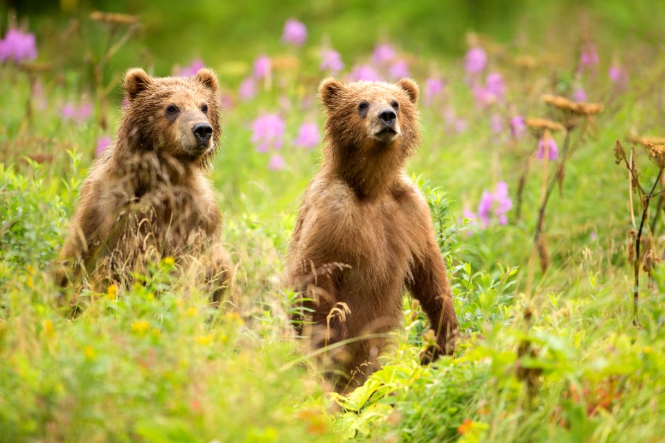 Sibling cubs on alert