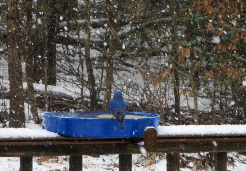 bird bluebird on blue