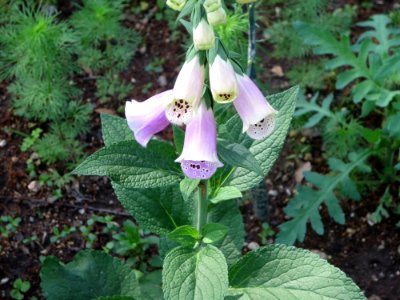 flora foxglove