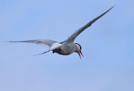 Sterna paradisaea