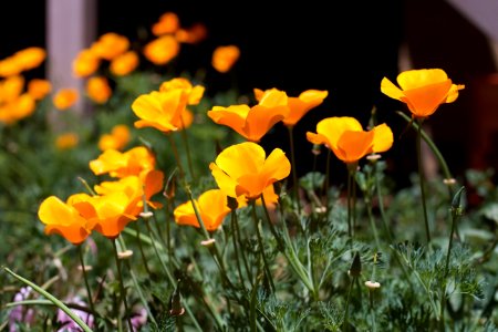 All Along The Poppy Watchtower