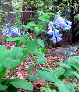 lg bluebells2 photo