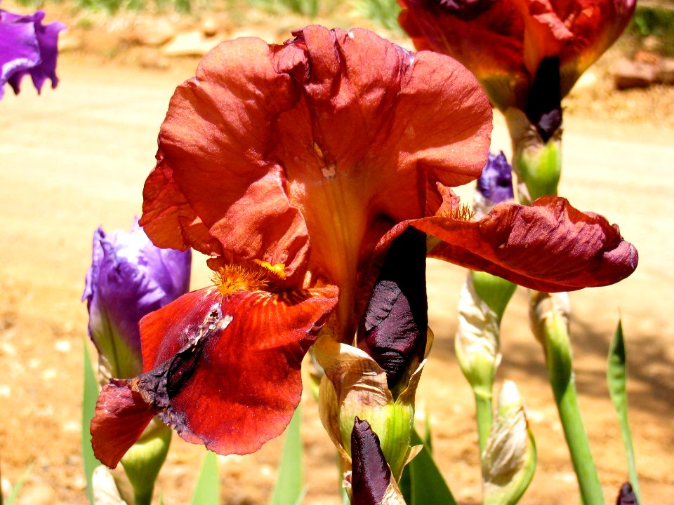 The Red Iris