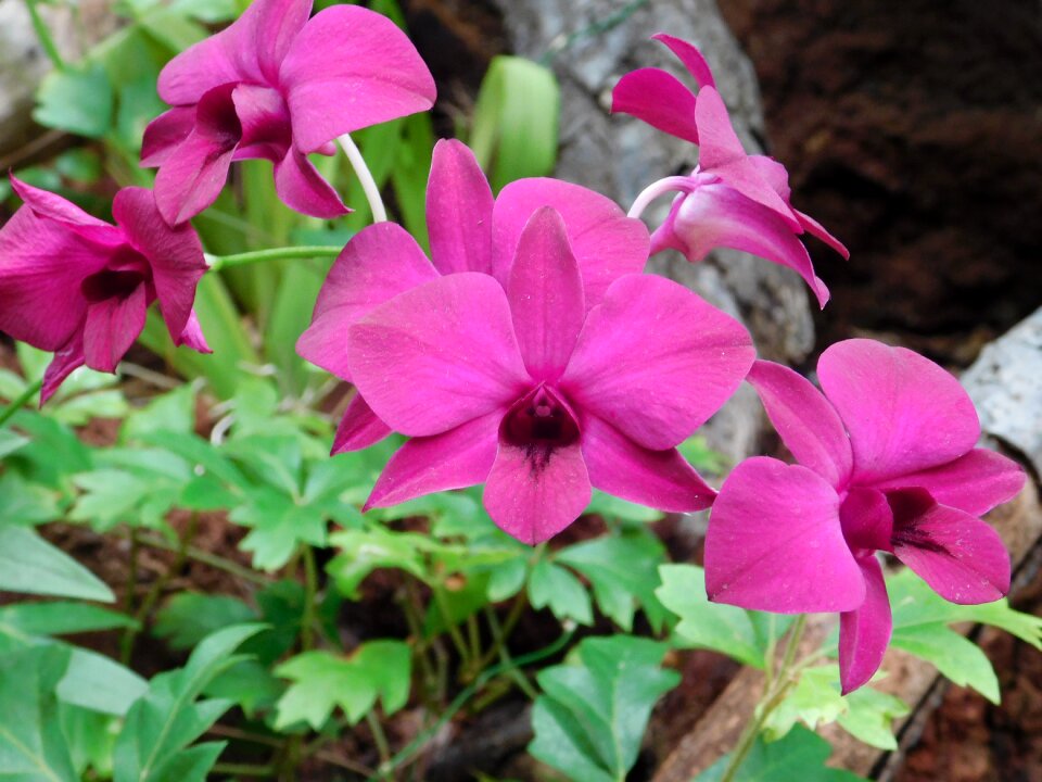 Gran canaria flora summer