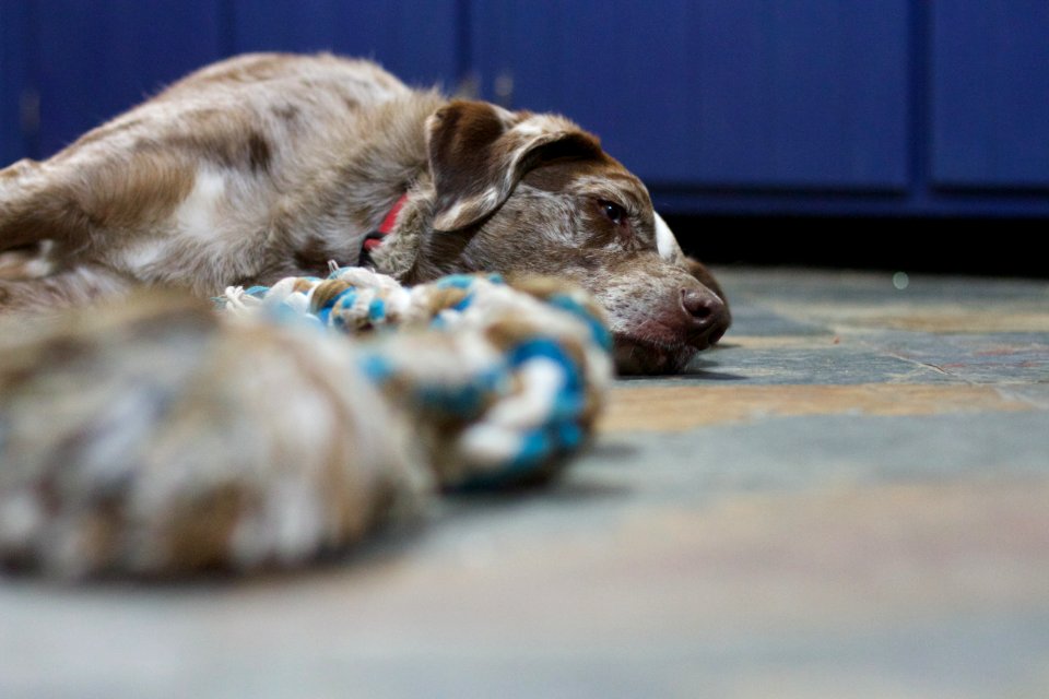 What Dogs Dream About