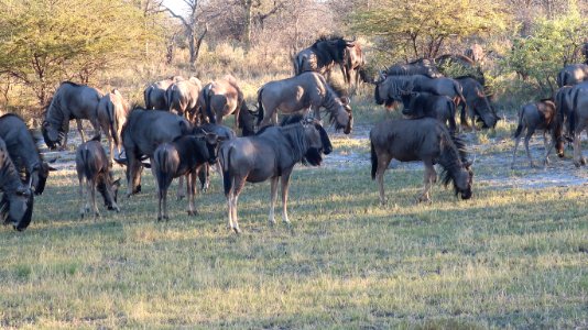 Wildebeests photo