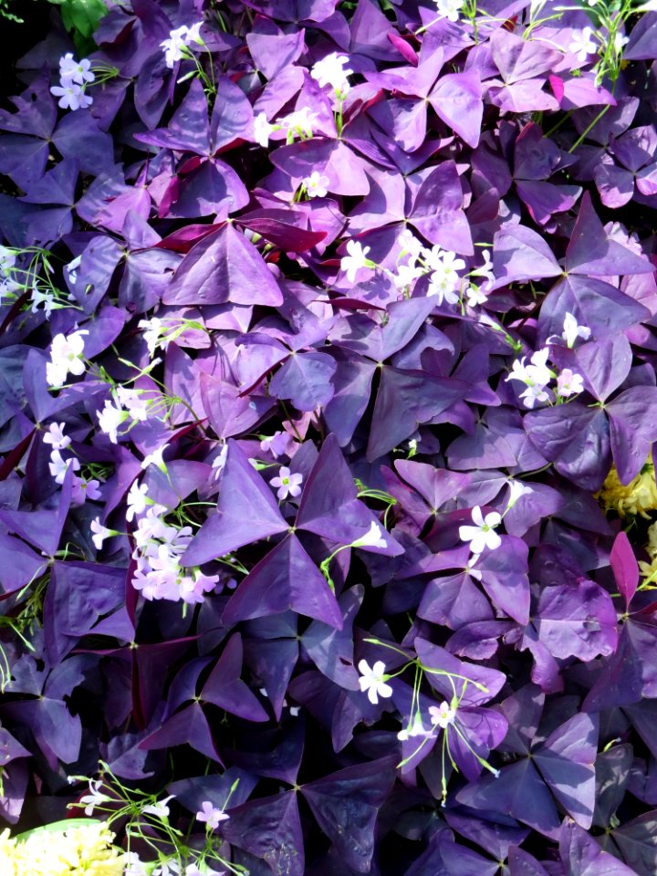 flora purple shamrock
