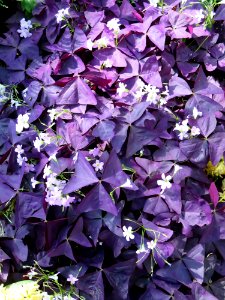 flora purple shamrock photo