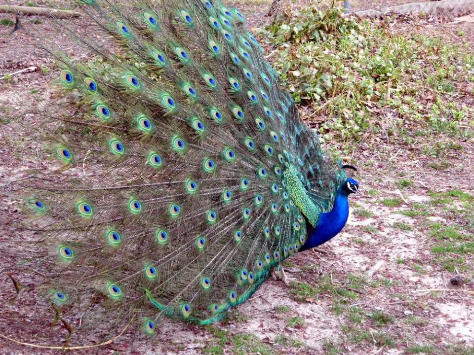 birds peacock1
