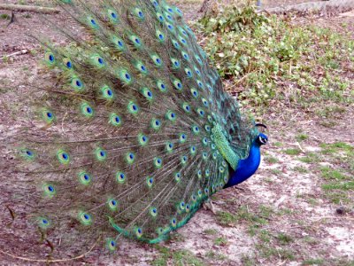birds peacock1