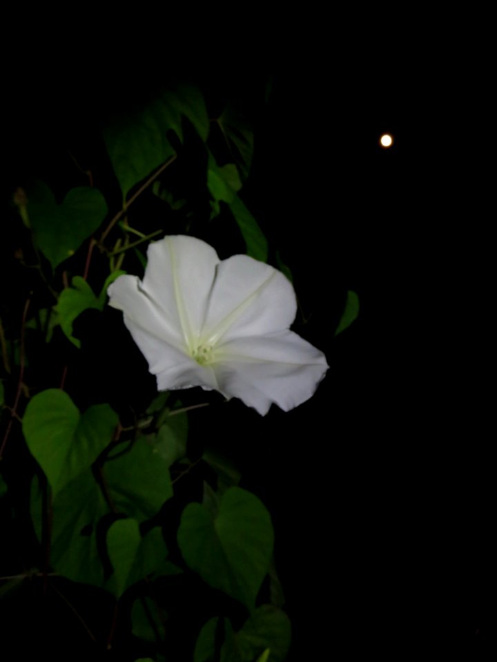 flora moonflower7