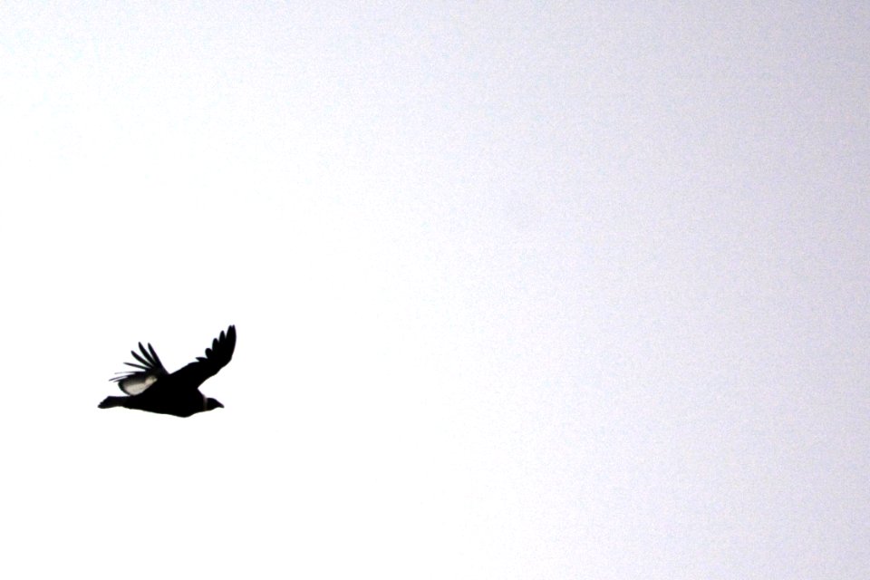Birds Condor Day 04 PAT 2711