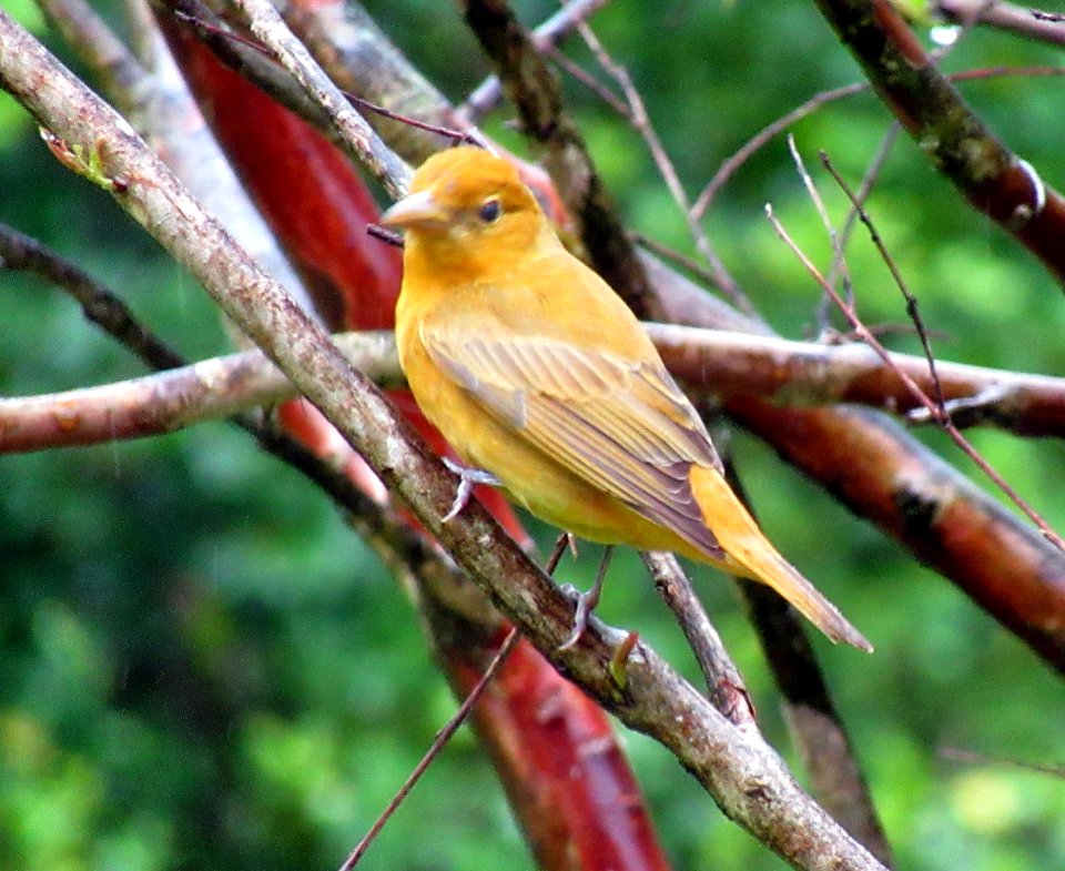 Female Summer Tanager