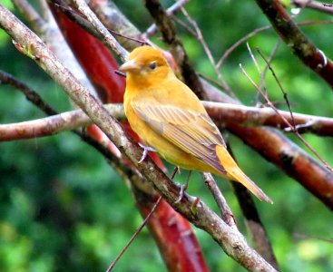 Female Summer Tanager photo