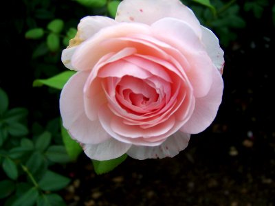flora pale pink rose photo