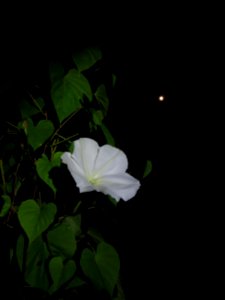 fora moonflower3
