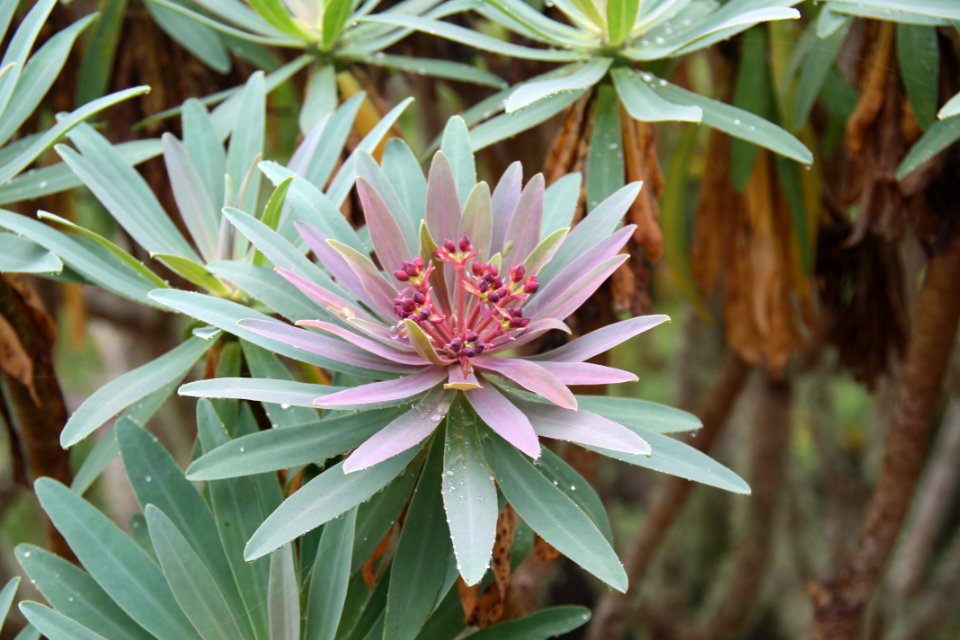 Tenerife