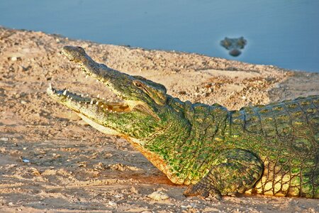 Nature predator wild