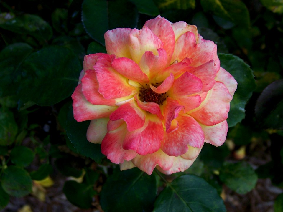 flora rose yellow peach