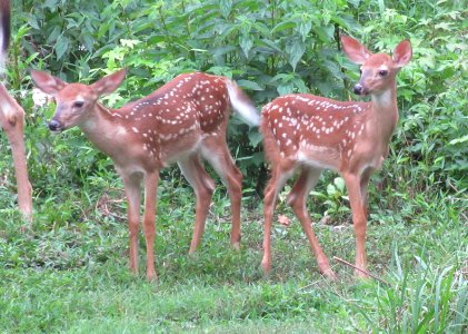 fauna twin spotted deer