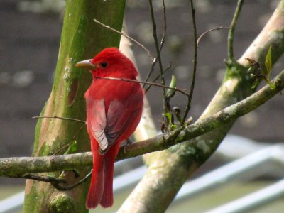summer tanager male3 photo
