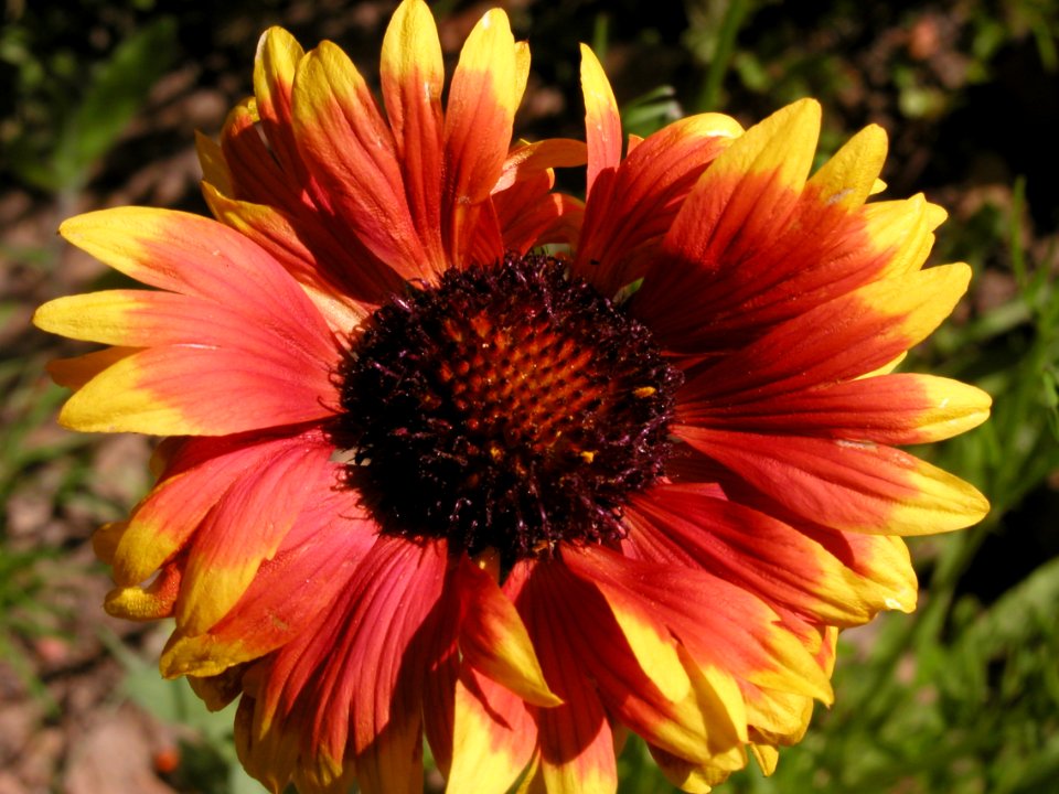 Spring Flowers From Strawberry