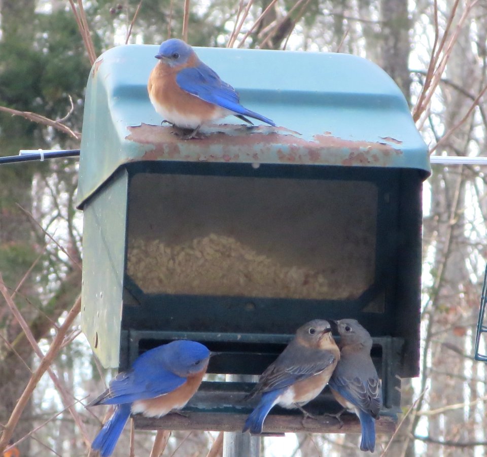 Four Bluebirds at Feeder