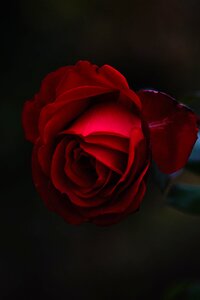 Red romantic closeup