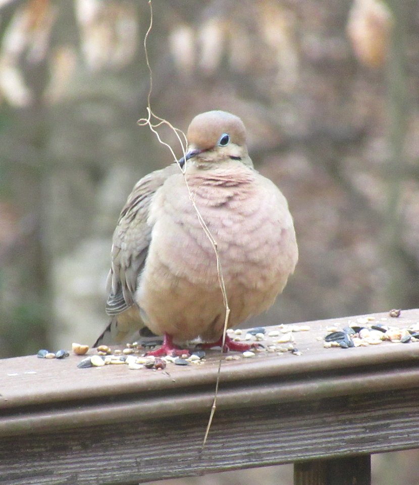 Mourning Dove with Nesting Material