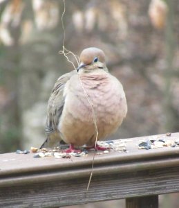 Mourning Dove with Nesting Material photo