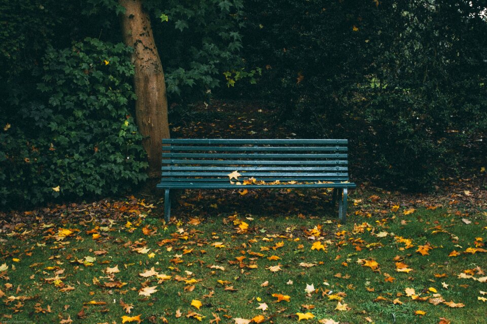 Trees leaves fall