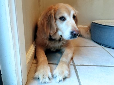 Wary Willow