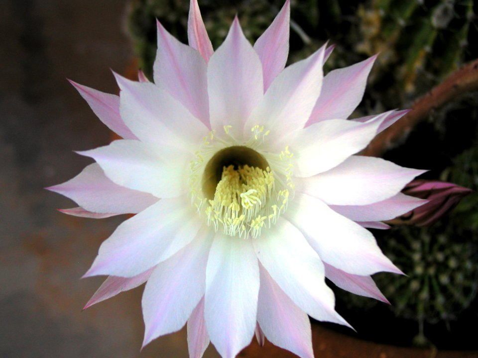 One Flower