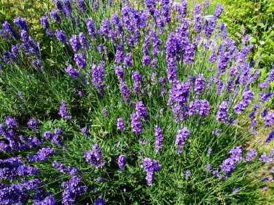 Lavendel
